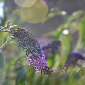 Elisabet N. Profile picture