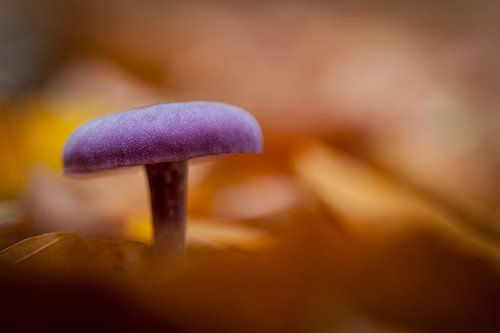 paddestoel in een bed van goud.