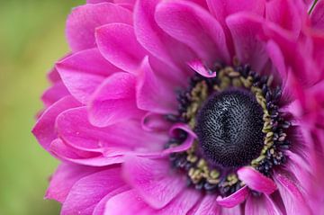 Purple anemone by Tamara Witjes