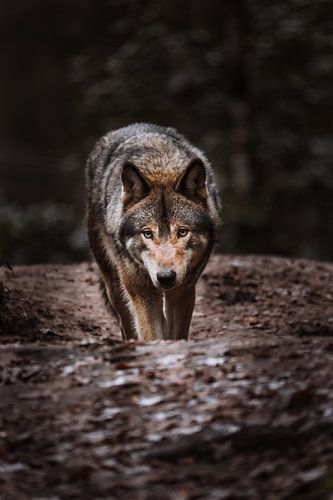 The European Wolf