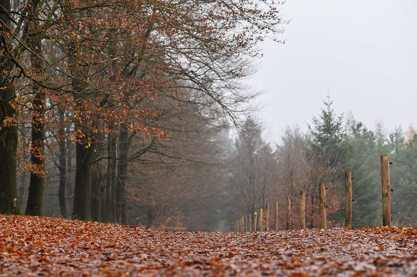 autumn soil on Kwintelooijen by Tania Perneel