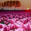 Roze tulpen 1 van Sandra de Heij