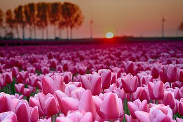 Pink tulips 1
