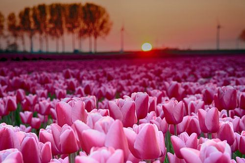 Roze tulpen 1 van Sandra de Heij