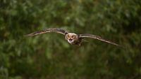 Uhu im Flug
