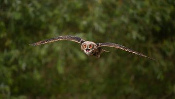 Hibou grand-duc en vol sur Jochen Maes