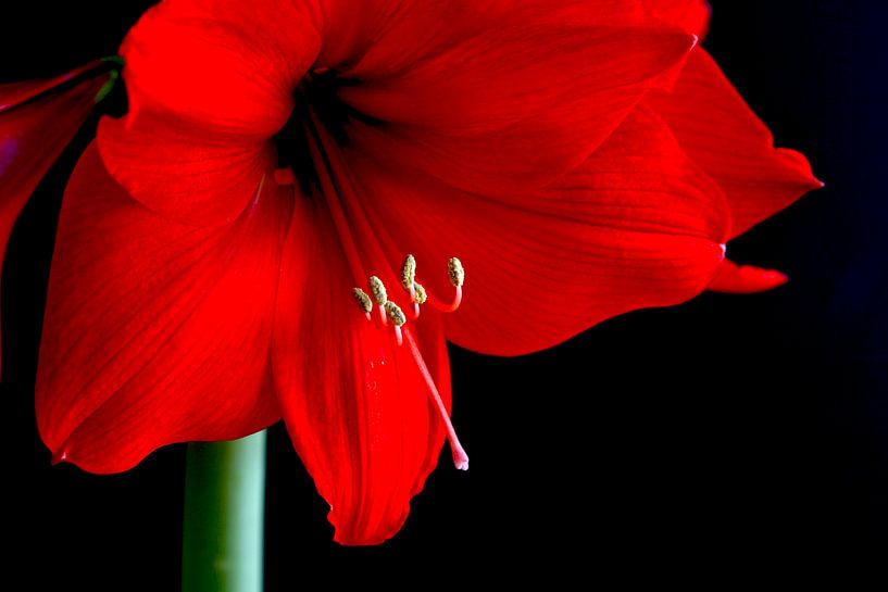 Amaryllis von Thomas Jäger