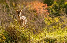 Meeting with a roe deer in autumn by By Marjolein Design