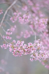 Branche de fleur rose