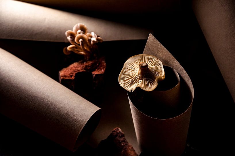 Photo conceptuelle d'un champignon par Olha Rohulya