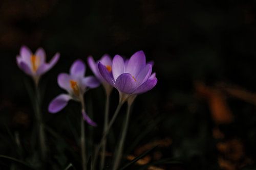 Crocus, spring is coming