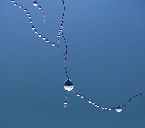 Royalty (Druppels in blauw)