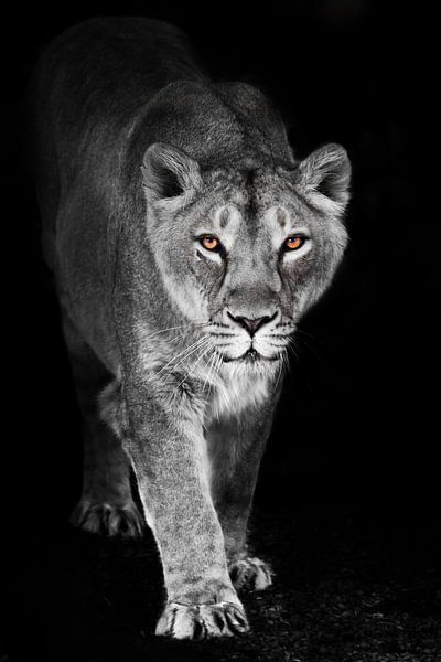 A precarious lioness emerges from the darkness of the night in the translucent light of the moon tha by Michael Semenov