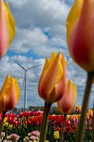 Tulips