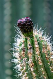 Cactus by Mylou Maas