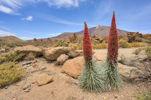 Tenerife Flowering viper's bugloss in Teide National Park