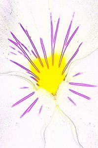 Flower Burst