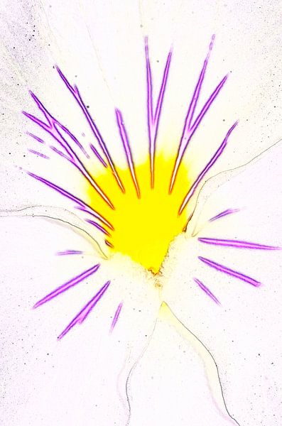 Flower Burst by De Rover