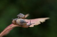 Escargots