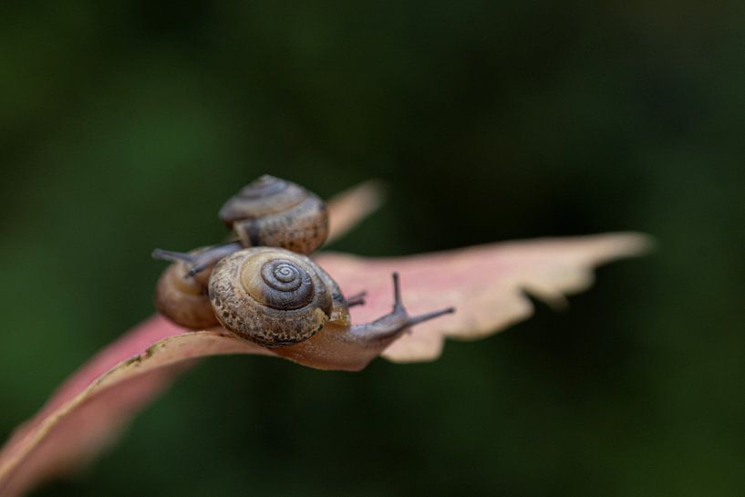 Snails by Anja Jansen
