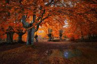 Magical forest in Asturias . by Saskia Dingemans Awarded Photographer thumbnail