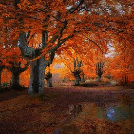 Herfst bos in Asturias .Autumn forest. van Saskia Dingemans