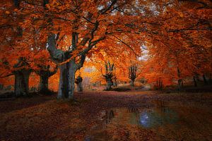 Magischer Wald in Asturien .