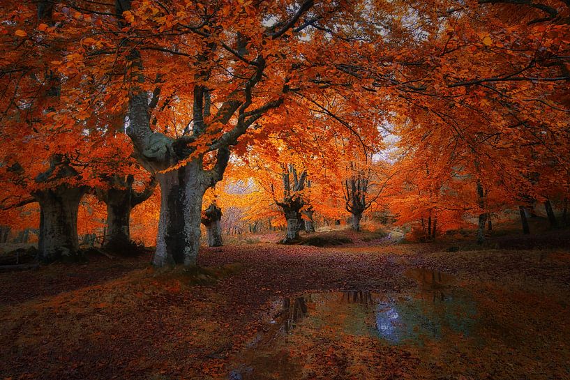 Magical forest in Asturias . by Saskia Dingemans Awarded Photographer