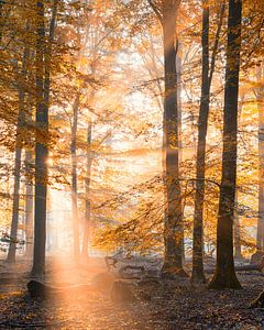 Herfst en zonlicht in het Speulderbos sur Jenco van Zalk