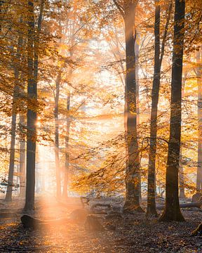 Herfst en zonlicht in het Speulderbos van Jenco van Zalk