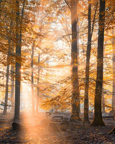 Herfst en zonlicht in het Speulderbos van Jenco van Zalk