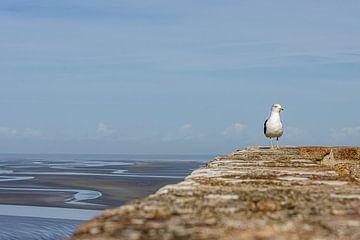 seagull on wall by Paul Veen