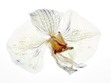 Dry orchid by Joan Gil Raga