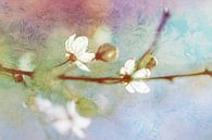 zonnebloesems van B Damstra thumbnail