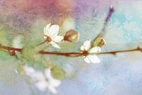 zonnebloesems