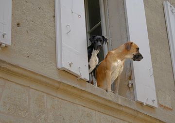 Hondjes kijken uit het raam in Saint-Émilion van Jochem van der Meer