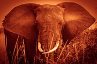 Olifant