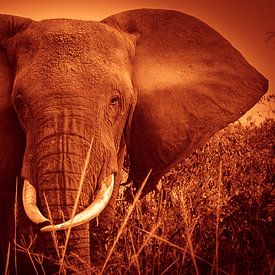 Elefant von Anita Loos