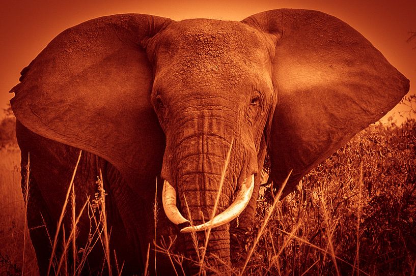 Elephant by Anita Loos