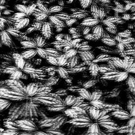 Zwart-wit poetische foto van planten van Imaginative