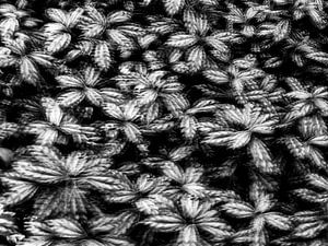 Photographie poétique de plantes en noir et blanc