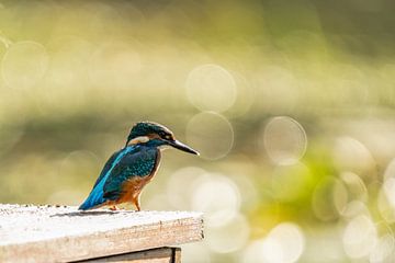 Inner fire and connection with the Kingfisher by elma maaskant