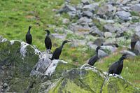 Nieuwsgierige Aalscholvers op Runde / Cormorants on Runde