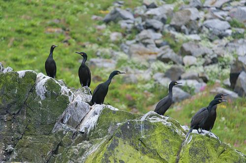 Nieuwsgierige Aalscholvers op Runde / Cormorants on Runde