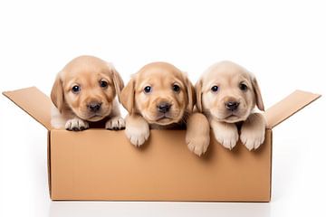 3 kleine Golden Retriever Hundewelpen in einem Karton auf weißen Hintergrund, isoliert Freisteller von Animaflora PicsStock