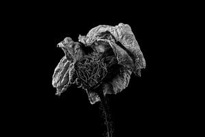 Nature morte de fleurs séchées en noir et blanc