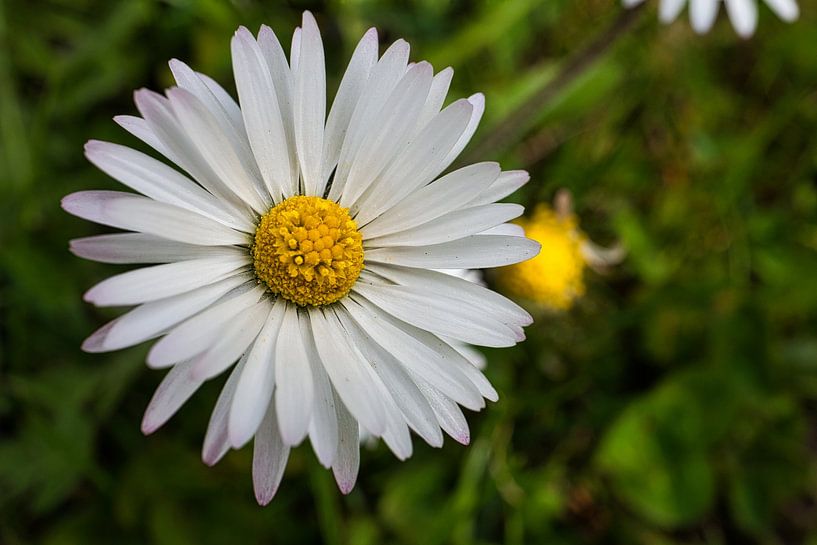 Gänseblümchen von Raphael Kipfer