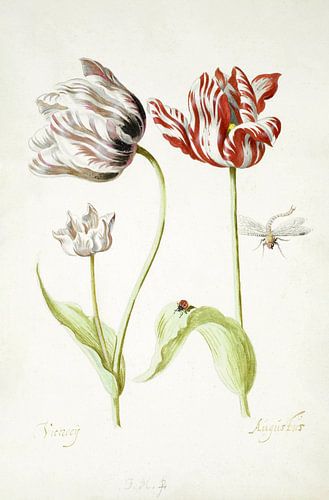 Twee tulpen met insecten, Jacob Marrel - ca. 1624