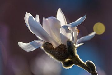 Aufkeimende Magnolie von CluitZicht | Pepijn Cluitmans