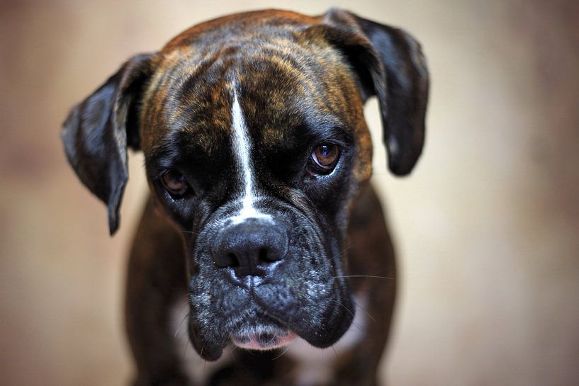 Deutscher Boxer von Jana Behr